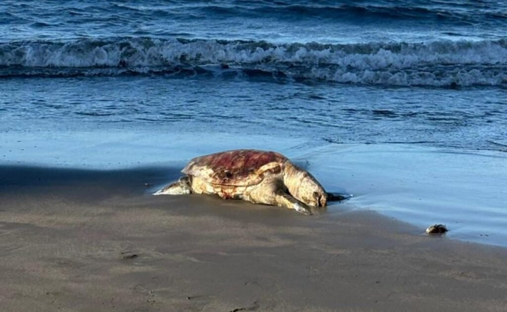 derrame petrolero Golfo de México