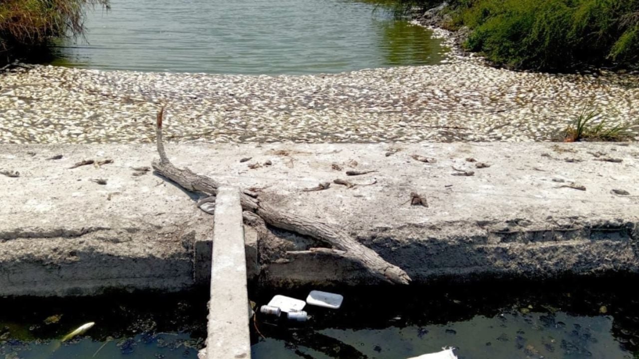 Muerte masiva peces Veracruz Tamaulipas