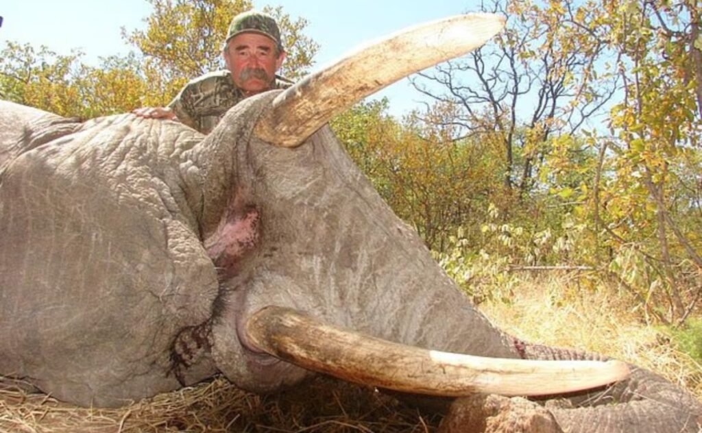 elefantas cazador gabón