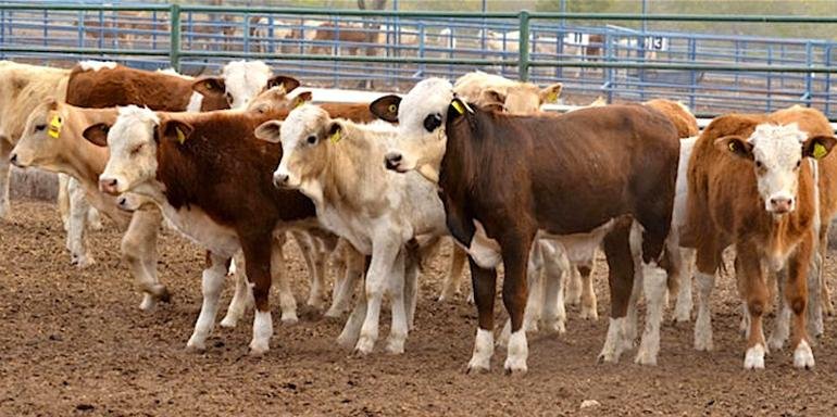 Reapertura ganado mexicano Estados Unidos