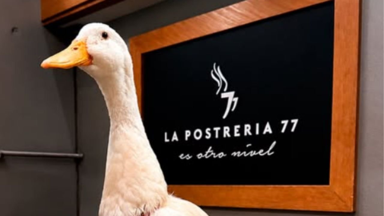Pato Merlín Nuevo León