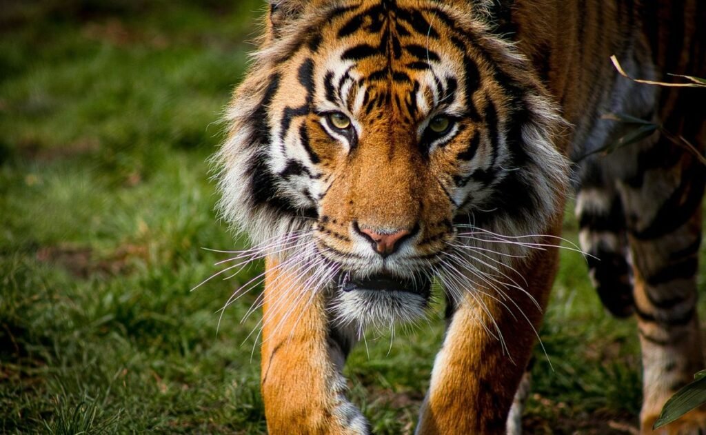 Escape tigre Edomex