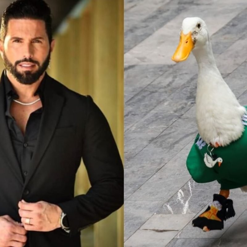 Pato Merlín Poncho de Nigris