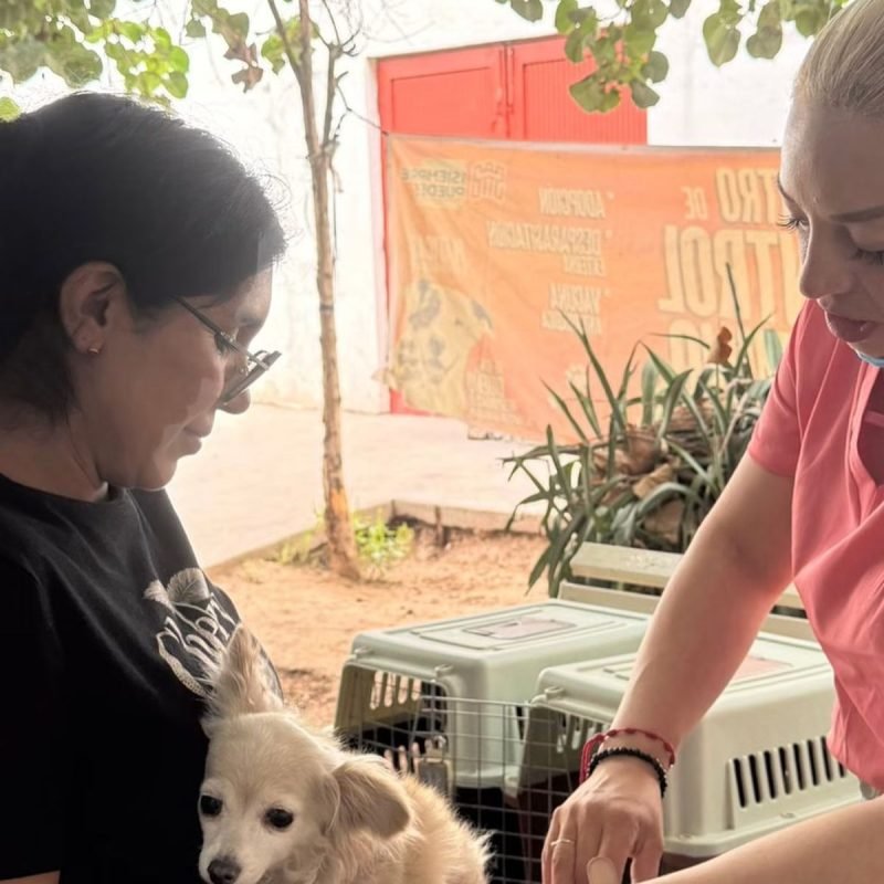 Control Canino combate proliferación de garrapatas a través de campaña gratuita de desparasitación