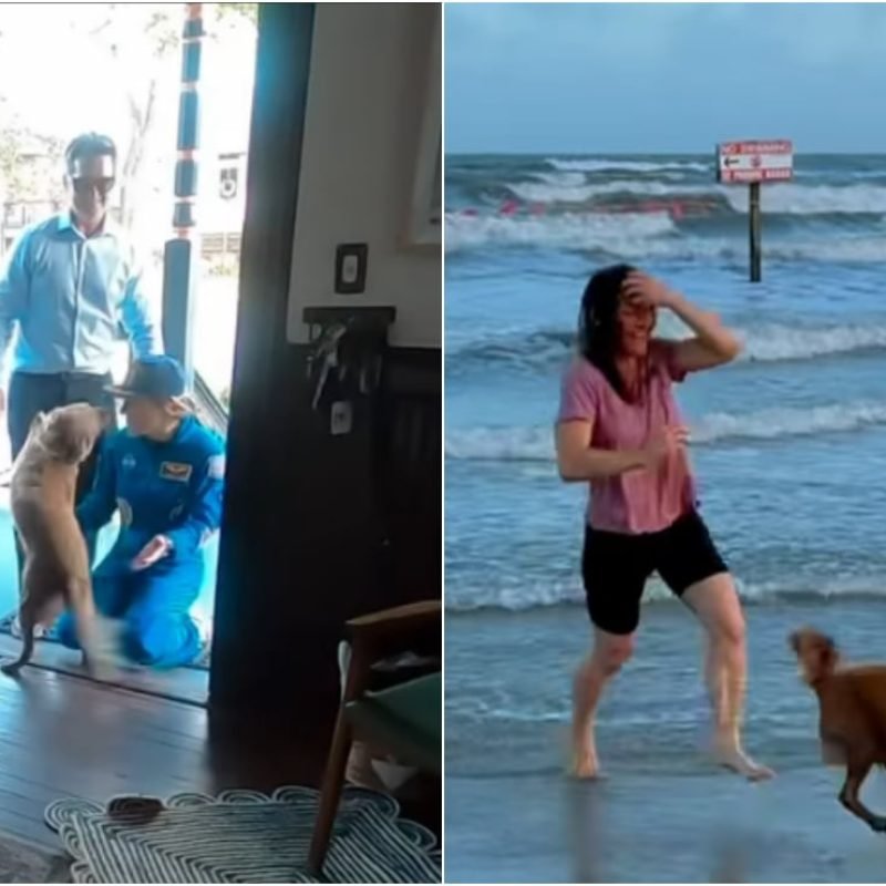 reencuentro astronauta perrita