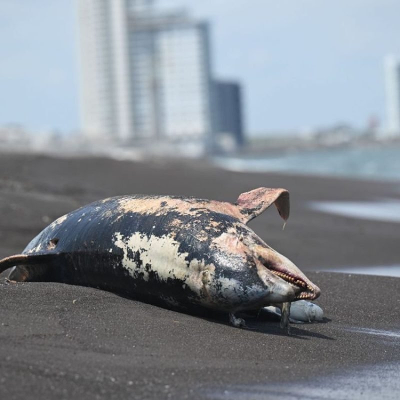 Delfín Veracruz derrame petrolero