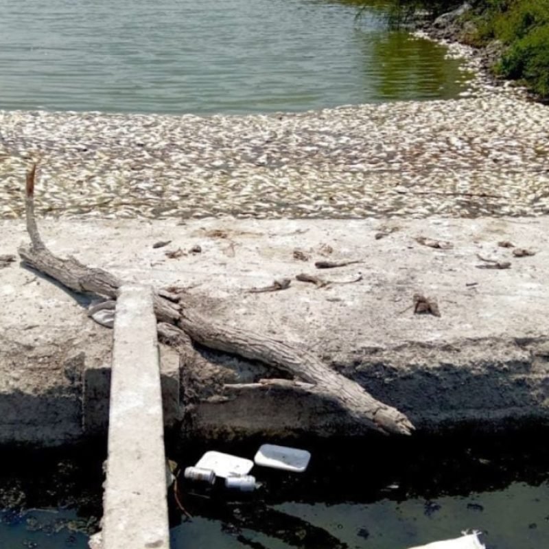 Muerte masiva peces Veracruz Tamaulipas