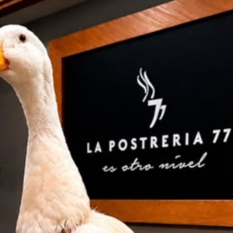 Pato Merlín Nuevo León
