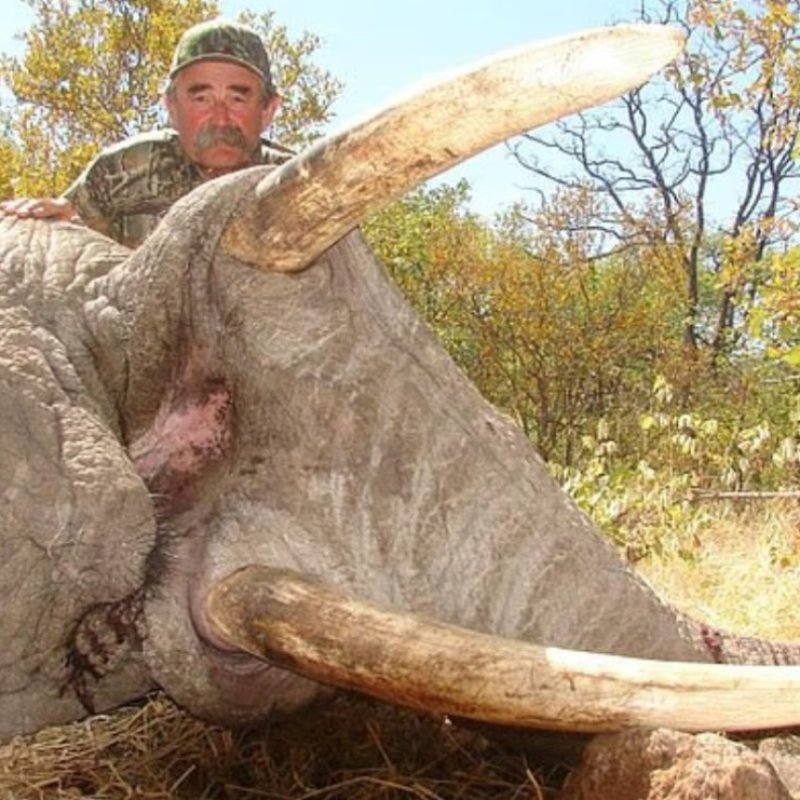 elefantas cazador gabón