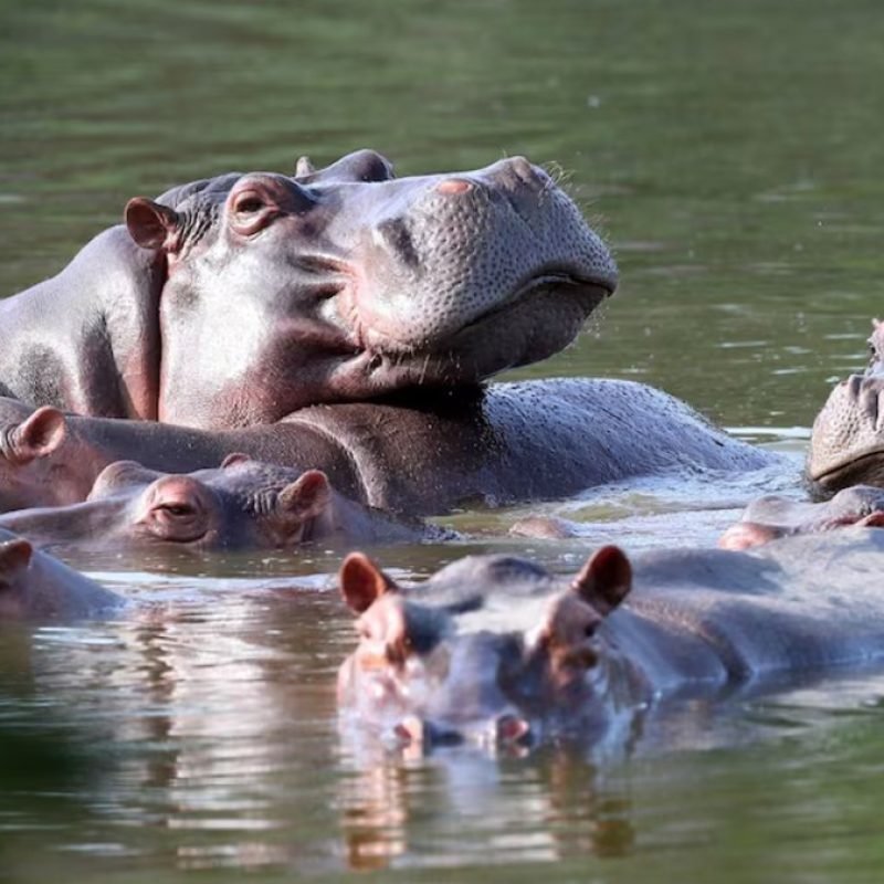 Hipopótamos Pablo Escobar mutación genética
