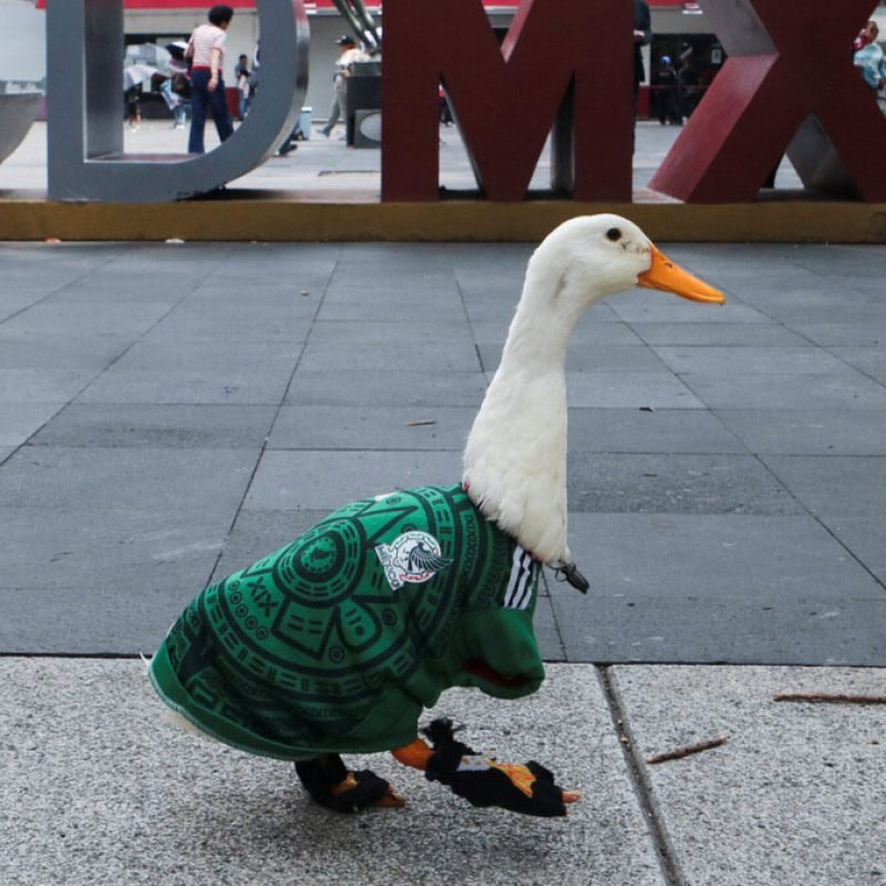 Merlín, el pato viral, nombrado embajador de la FIFA para el Mundial en CDMX
