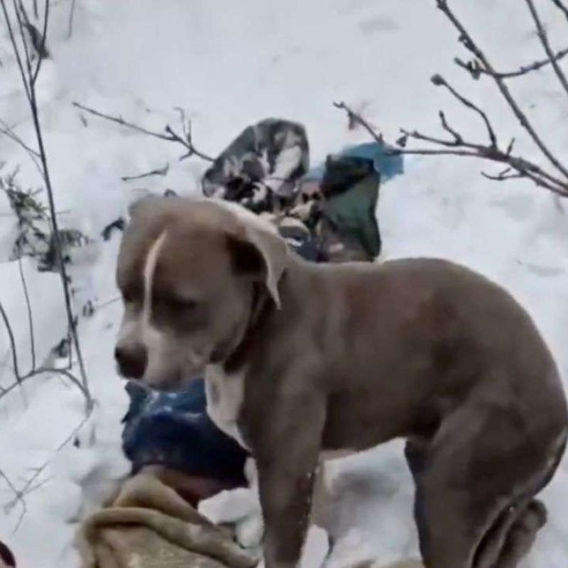 perrito-al-lado-humanos-cuatro-dias-muertos-bajo-la-nieve