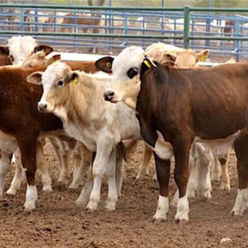 Reapertura ganado mexicano Estados Unidos