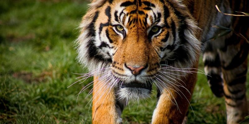Escape tigre Edomex