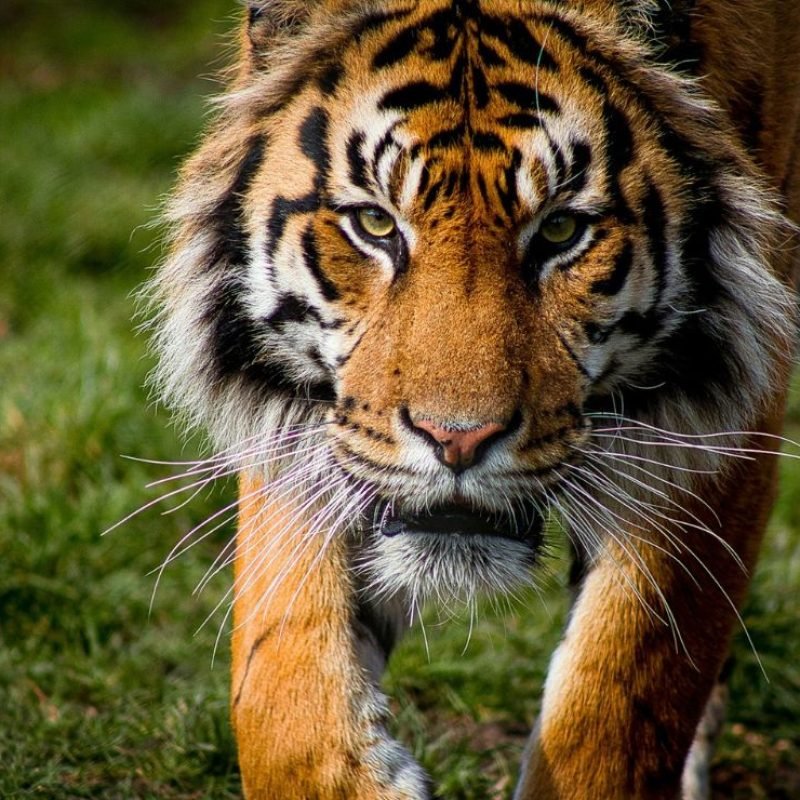 Escape tigre Edomex